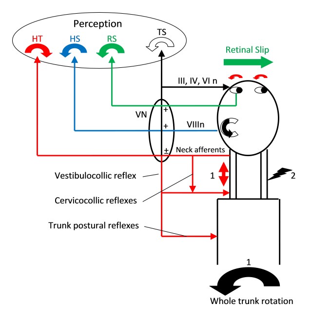 Balance Responses. 1) Whole trunk movement to left may leave head behind from inertia. Stretch of left neck muscles signals head on trunk movement to right (red). Lateral semicircular canal signals partial head movement to left (blue), as does retinal slip signal (green). The cervico-ocular reflex (COR) will result in slow phase eye movement to left. This acts to compensate for relative head movement to fix gaze, or shift gaze to overall body facing. Any actual left head movement will result in vestibule-ocular reflex (VOR) slow phase to right and optokinetic reflex (OKR) slow phase to right. Overall eye movement will be integrated in the vestibular nuclei as the difference between COR and an amalgam of VOR and OKR. The separate head on trunk, head in space and retina in space movements may reach level of perception. For an overall perception of trunk motion, leftward head perception, must be added to rightward head on neck perception (which reflects a leftward trunk under head movement). Other reflexes in action include direct cervico-collic stretch reflexes that will turn the head left in response to head on trunk movement, and from the vestibular nuclei an integrated vestibulo-collic reflex that will stabilise the head on the trunk and integrated postural reflexes that will stabilise trunk positioning. 2) Experimental blocking of afferents of right neck will lead to unopposed stretch signalling on left, simulating right head on trunk motion. This will generate an unopposed COR signal slow phase eye movement to left, so fast phase of spontaneous nystagmus is on the same side as the block. 3 Vibration applied to the neck muscle stimulates stretch reflexes without any vestibular or ocular involvement (unless the stretch actually secondarily moves the head).