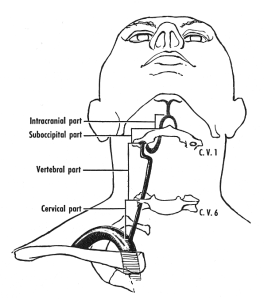 Course of the vertebral artery