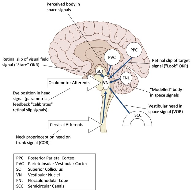 Inputs to the Vestibular Nuclei